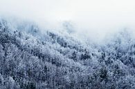 Snow forest van Walljar thumbnail