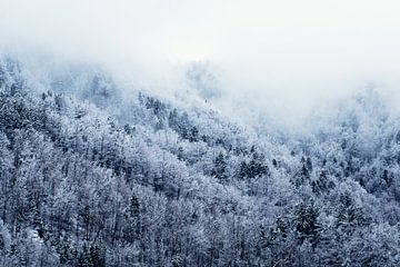 Snow forest van Walljar