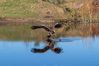 Aigle de mer européen
