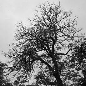 Toter Baum von CM Art Photography and CGI