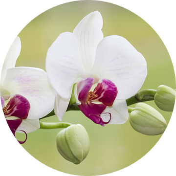 orchidee van Caroline van Sambeeck