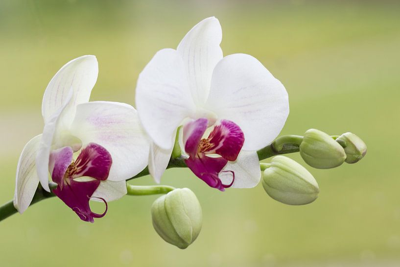  orchid von Caroline van Sambeeck