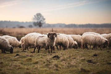 Drentse schapen op het Dwingelderveld van P Kuipers