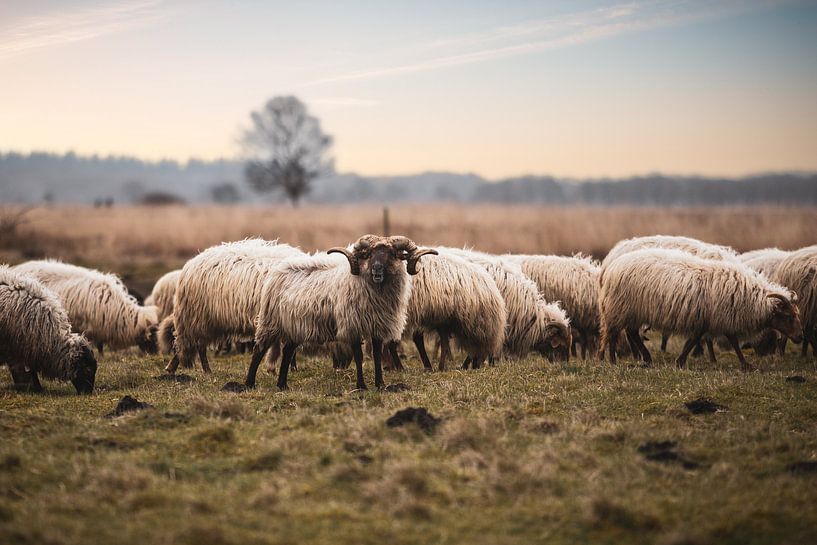 Drenther Schafe auf dem Dwingelderveld von Peter Kuipers