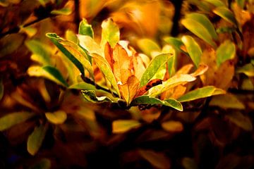 Herfst bladeren van Marianna Pobedimova