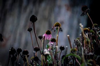 withering color in autumn