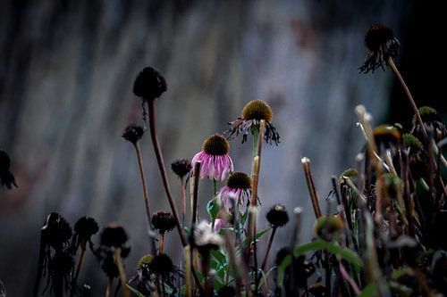 welkende Farbe im Herbst