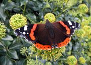 Vlinder Atalanta op klimop van Ina Hölzel thumbnail