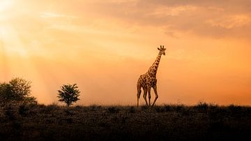 Giraf met zonsopgang in Kgalagadi Transfortier National Park, Zuid Afrika.