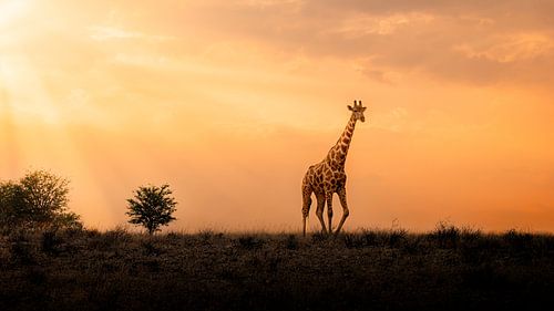 Giraffe at Sunrise in Kgalagadi, South Africa