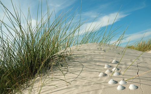 Noordzee shell