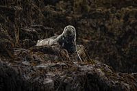 Zeehond