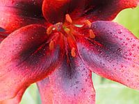 Lilium 'Blackout'