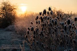 Meinerswijk Teil 87 von Tania Perneel