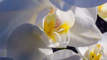 Orchidee van Robby Stifter