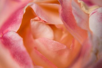 Blütenblätter einer Rose von Jürgen Eggers