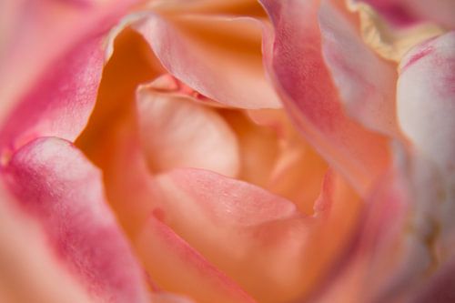 Petals of a rose