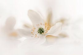 Wood anemone beige