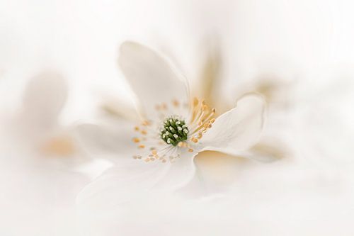 Anémone des bois beige sur Patricia van Kuik