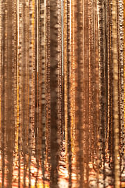 MoMA | Goldene Fäden von Bas de Glopper