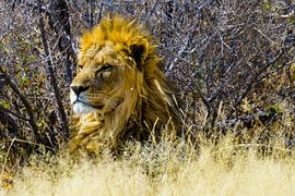 Lion in Etosha National Park by Jurgen Hermse