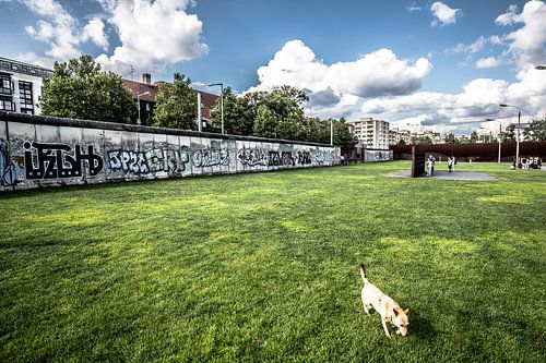 Berlin the wall, a dog walks on the field