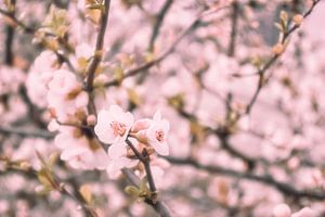 The pink blossom 2 sur Elianne van Turennout