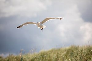 Mouette sur la plage de la mer Baltique