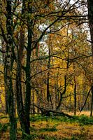 Onto the woods