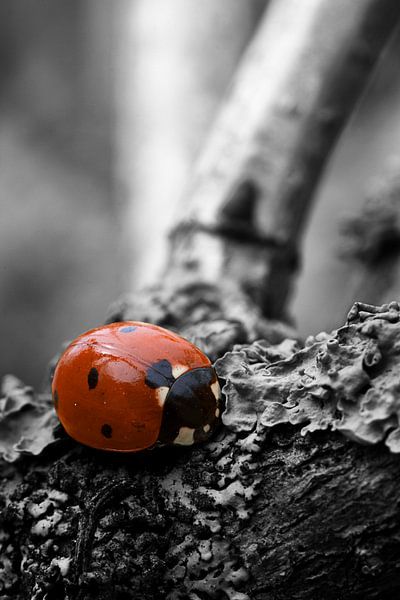 Ladybird colorkey by Malte Pott