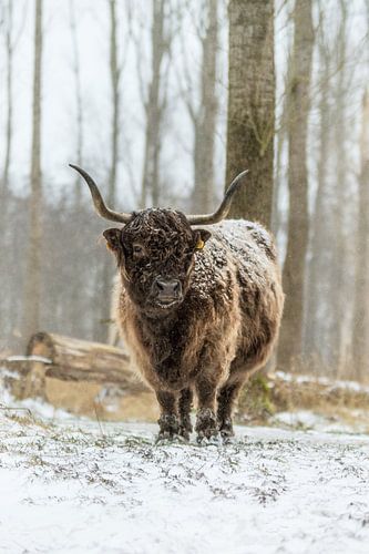 Schottischer Highlander im Schnee