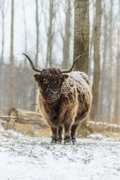 Schotse Hooglander in de sneeuw van Maria-Maaike Dijkstra