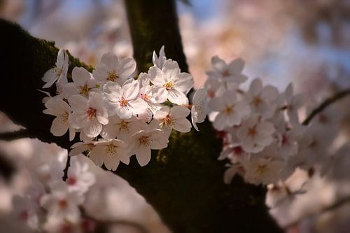 Zonlicht op witte kersenbloesems