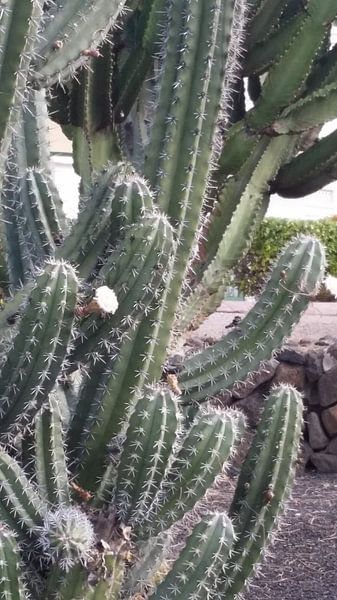 knop by astrid van veldhuijzen