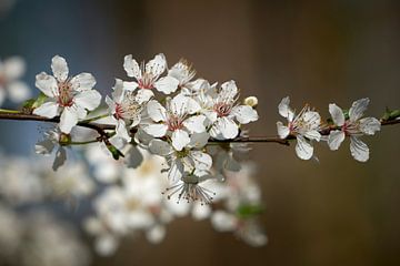 Blüten einer Felsenkirsche,  Prunus mahaleb von Heiko Kueverling