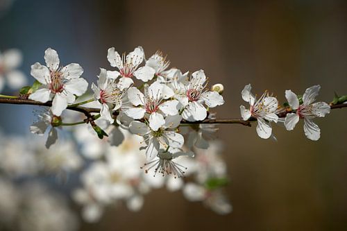 Bloesems van een rotskers, Prunus mahaleb
