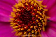 flowers coast 1 by Edwin Hoek thumbnail
