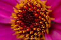 flowers coast 1