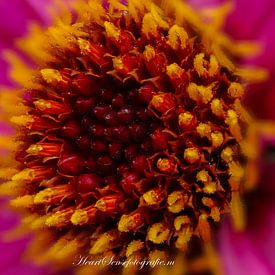 bloemen kust 1 van Edwin Hoek