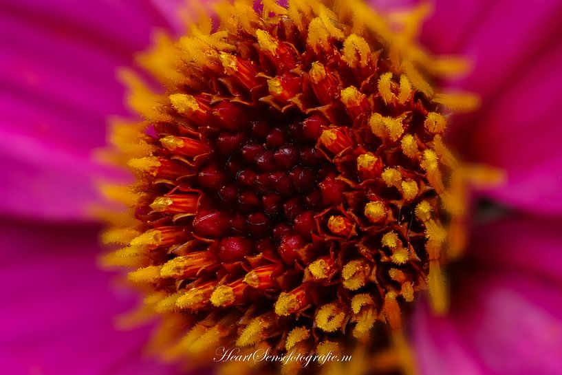 flowers coast 1 by Edwin Hoek
