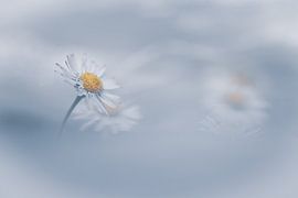 Gänseblümchen. von Patricia de Gruiter