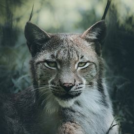 portret lynx van Glenn Slabbinck
