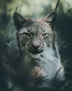 portrait lynx by Glenn Slabbinck