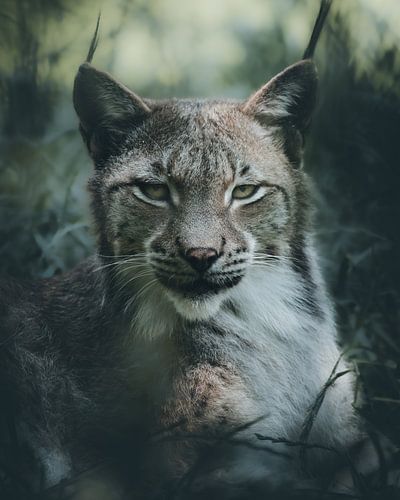 portrait lynx sur Glenn Slabbinck