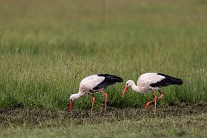 Weißstörche (Ciconia ciconia)