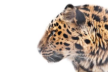 luipaard in profiel snuit op een witte achtergrond, luipaard uit het Verre Oosten van Michael Semenov