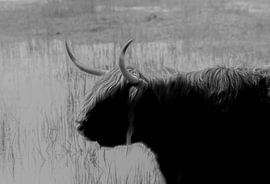 Schottischer Hochlandbewohner,Rockanje von Michel Van Giersbergen