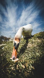 Cygne sur Bjorn Brekelmans