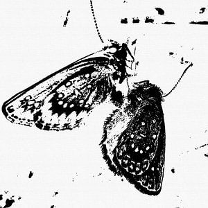 Schmetterlinge - Metamorphose