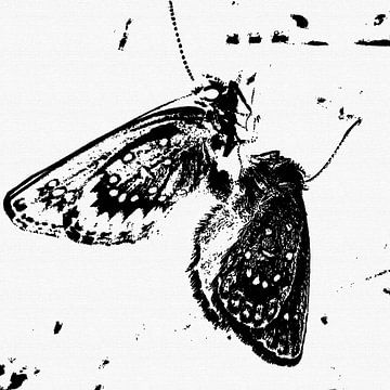 Schmetterlinge - Metamorphose von Christine Nöhmeier